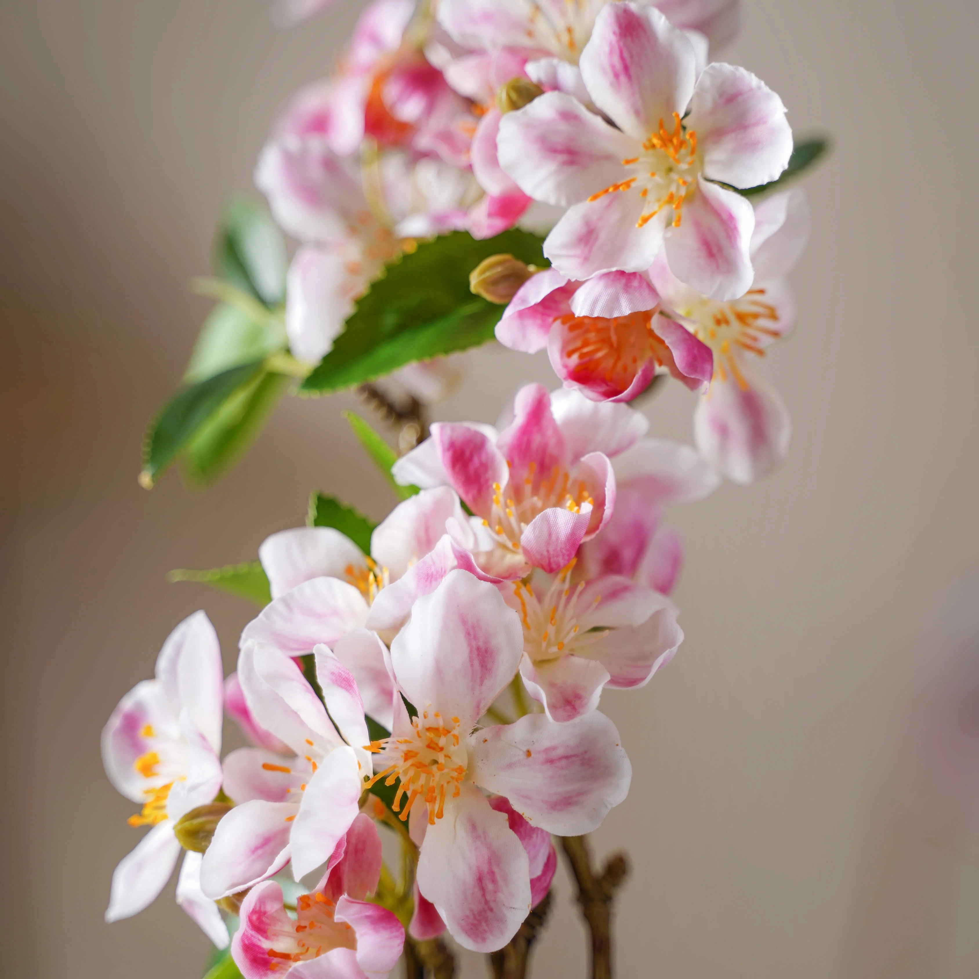 Begonia Flower - Image 8