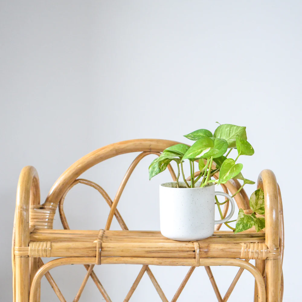 Cane Table Shelf - Image 5