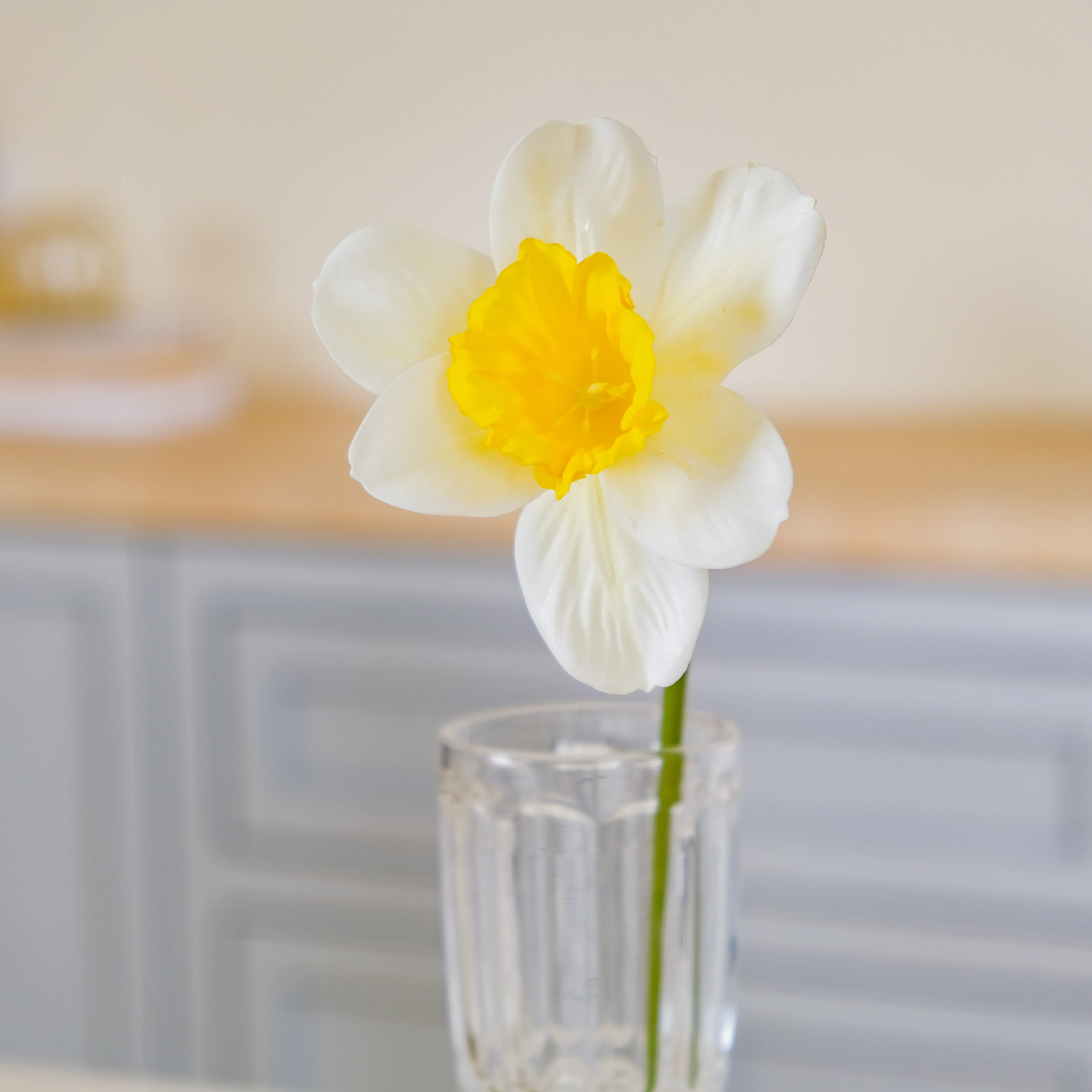Daffodil Flower - Image 12