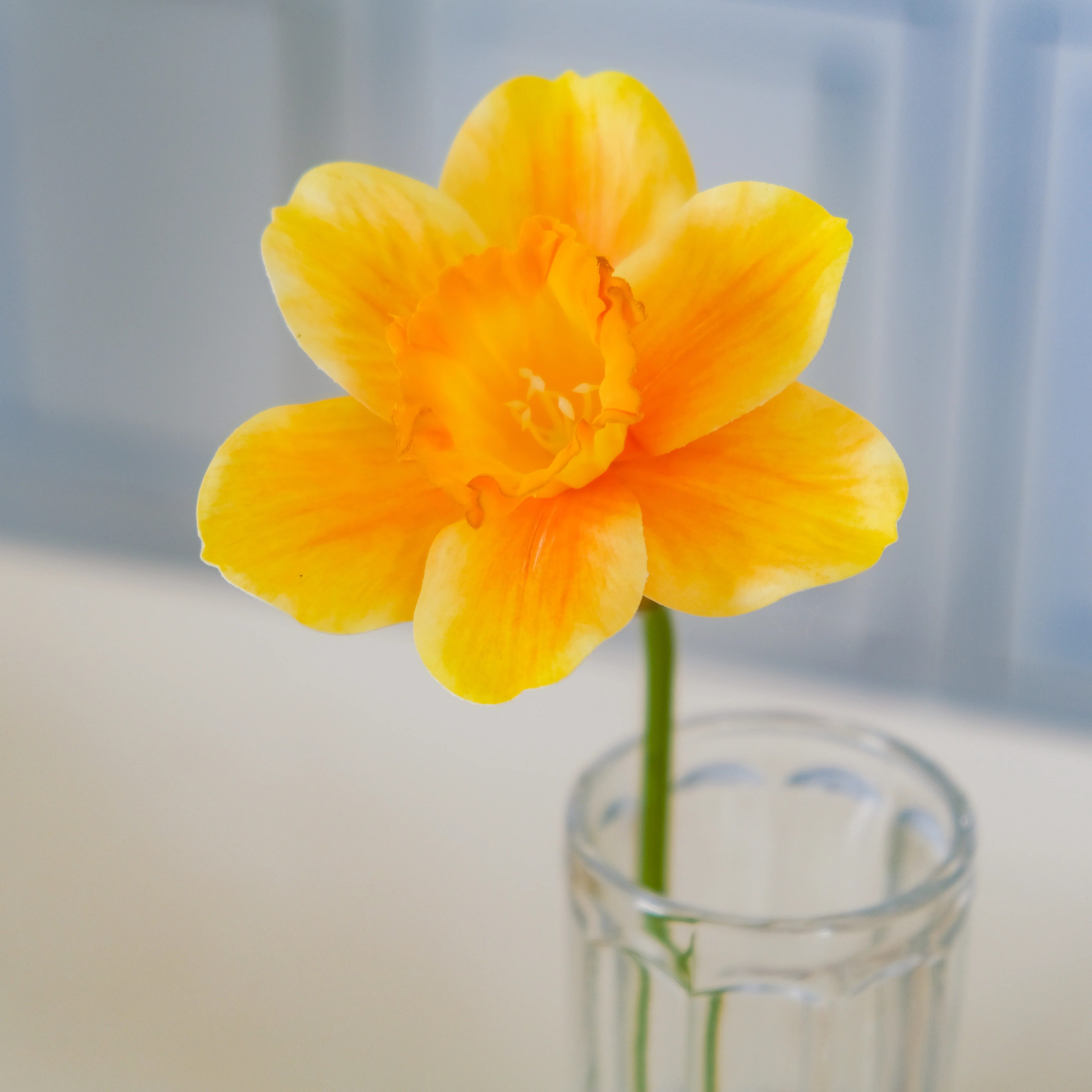 Daffodil Flower - Image 5