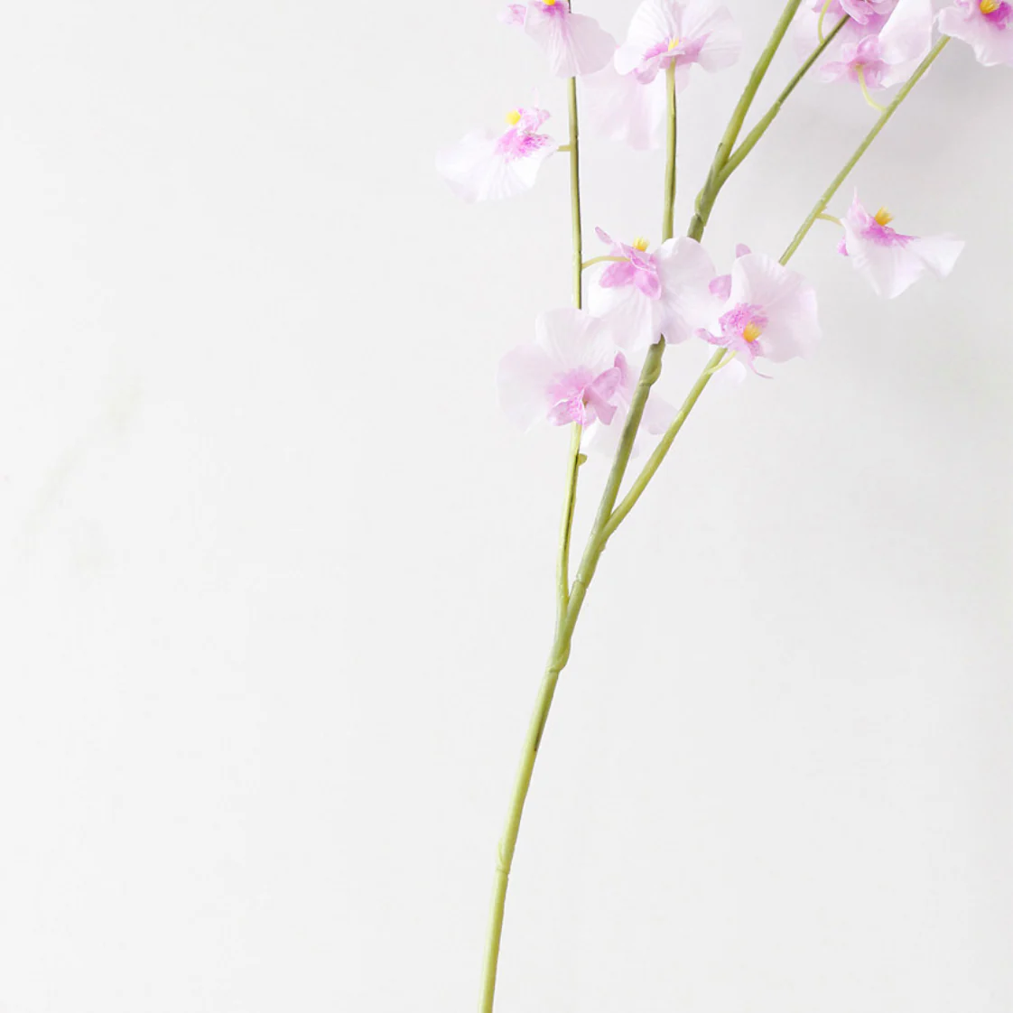 Dancing Orchid - Image 17