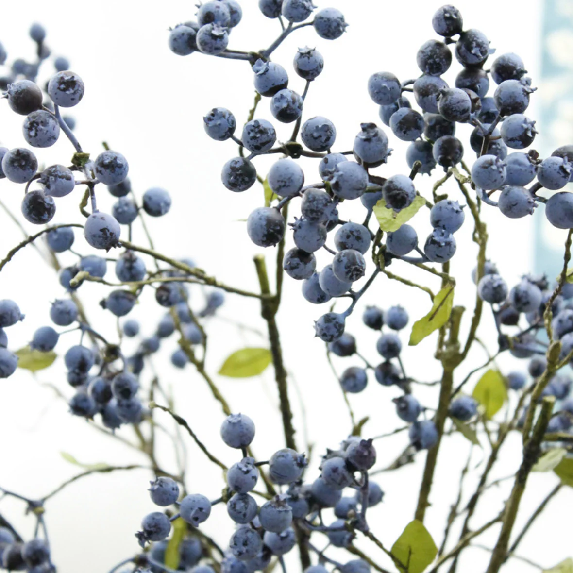 Dry Flower Blue - Image 6