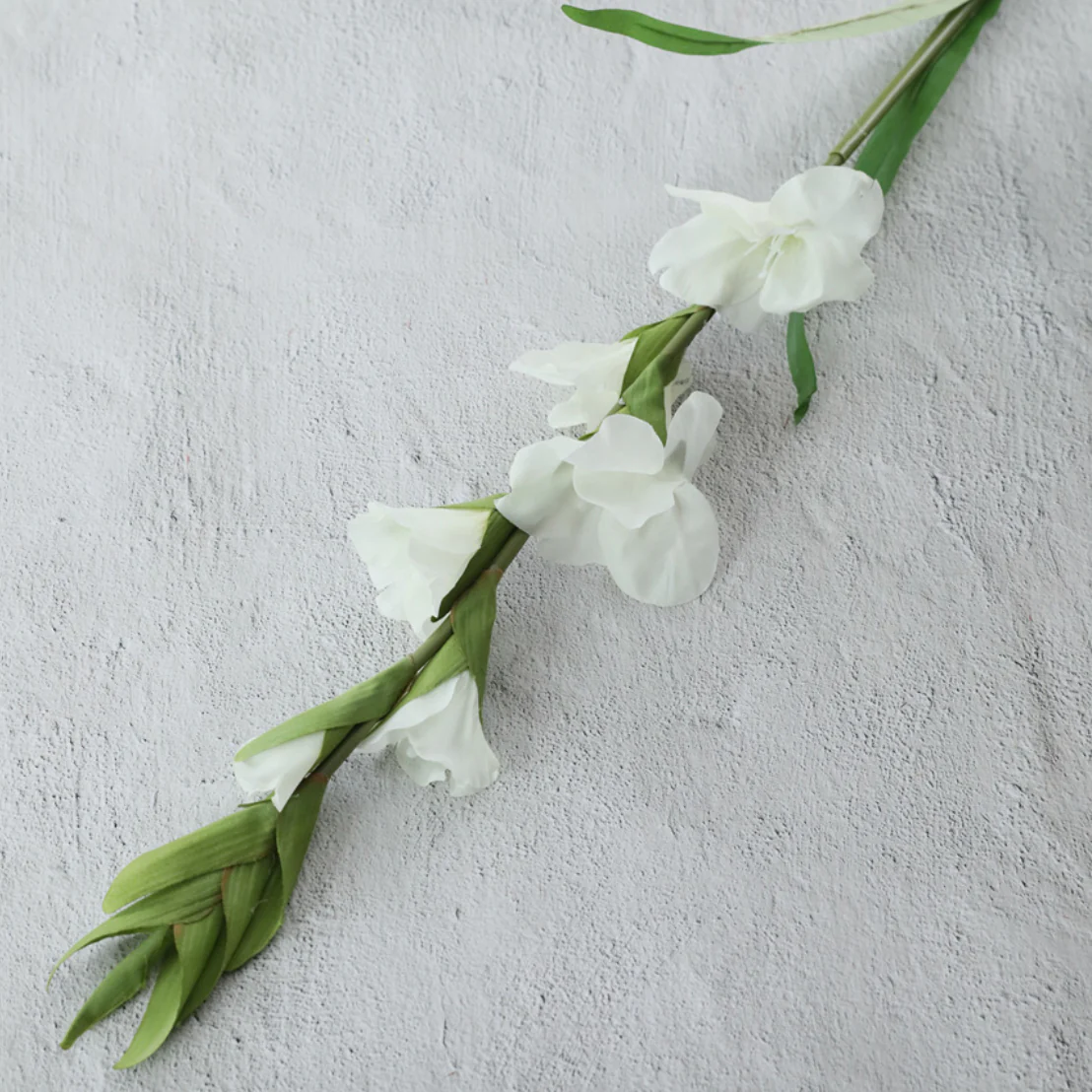 Gladiolus flower - Image 10