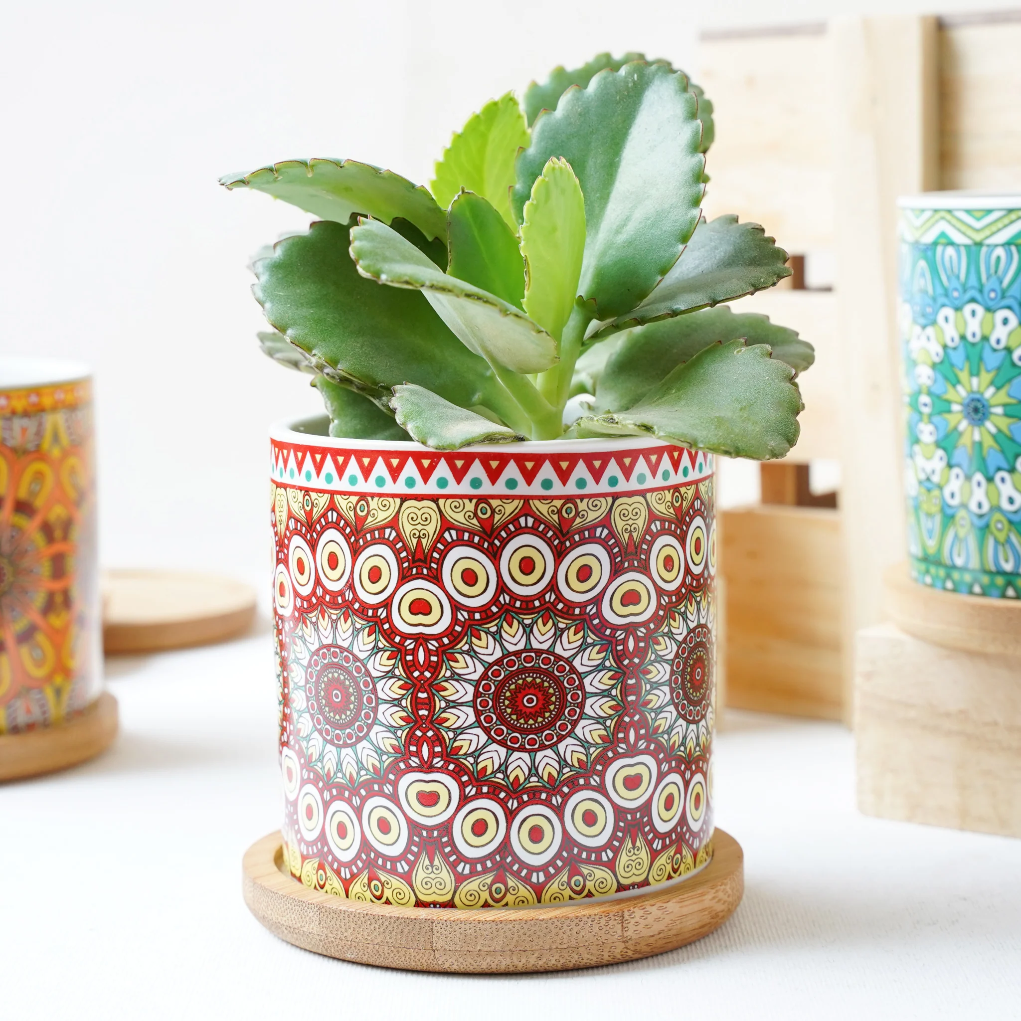 House Plant Pots - Image 11