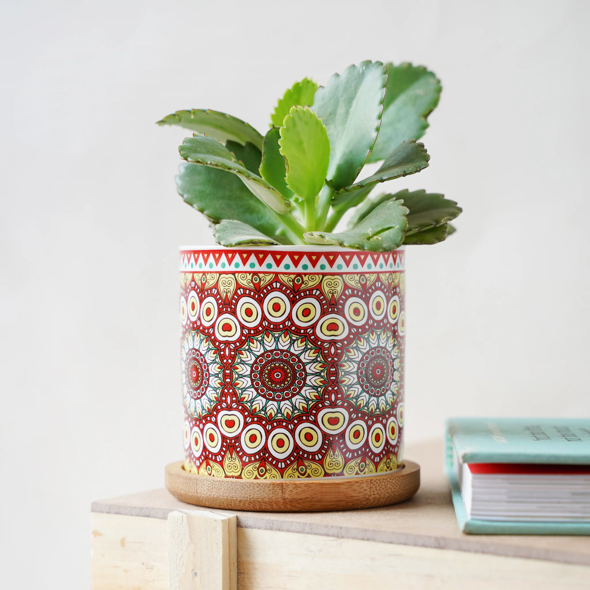 House Plant Pots - Image 15