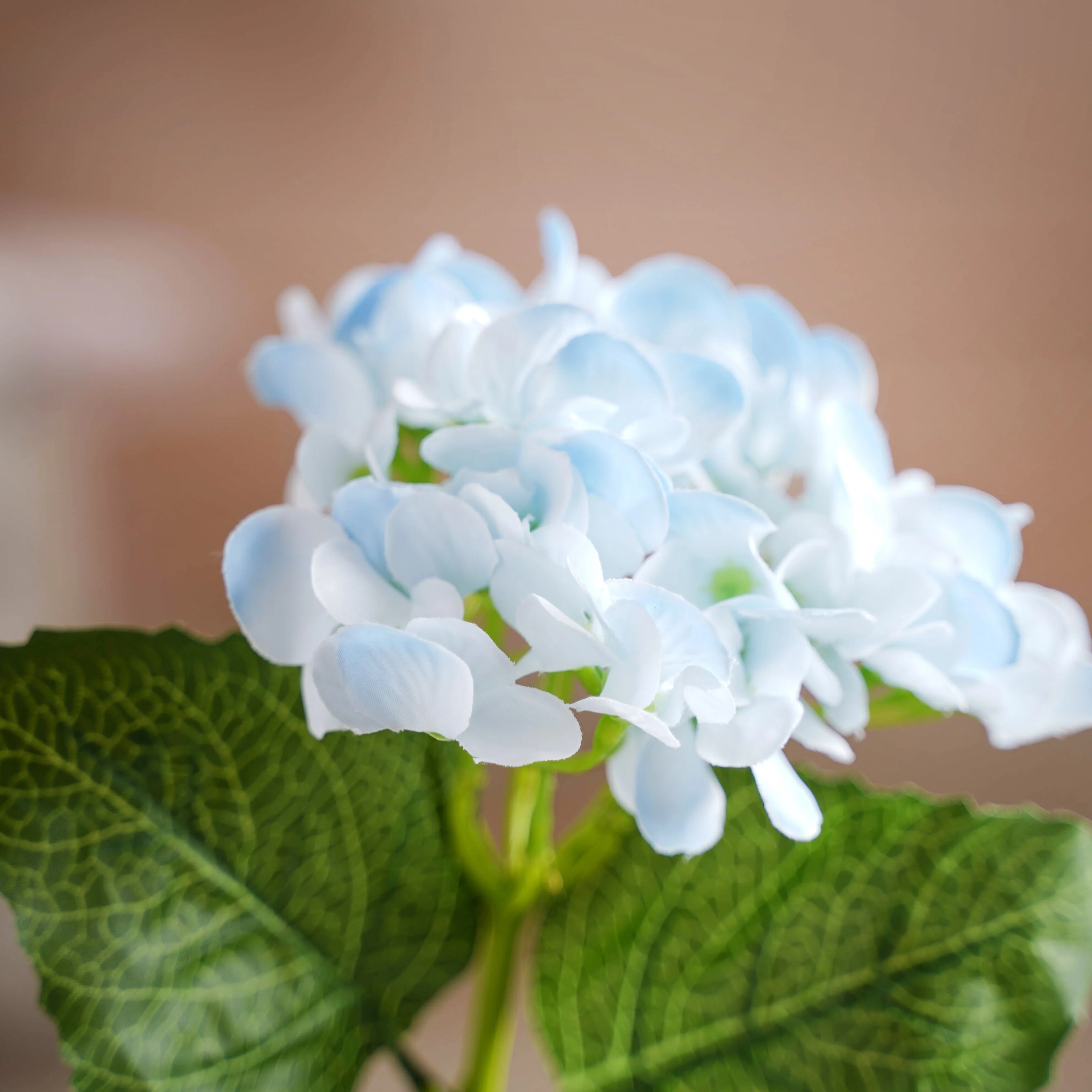 Hydrangea Blossom - Image 2