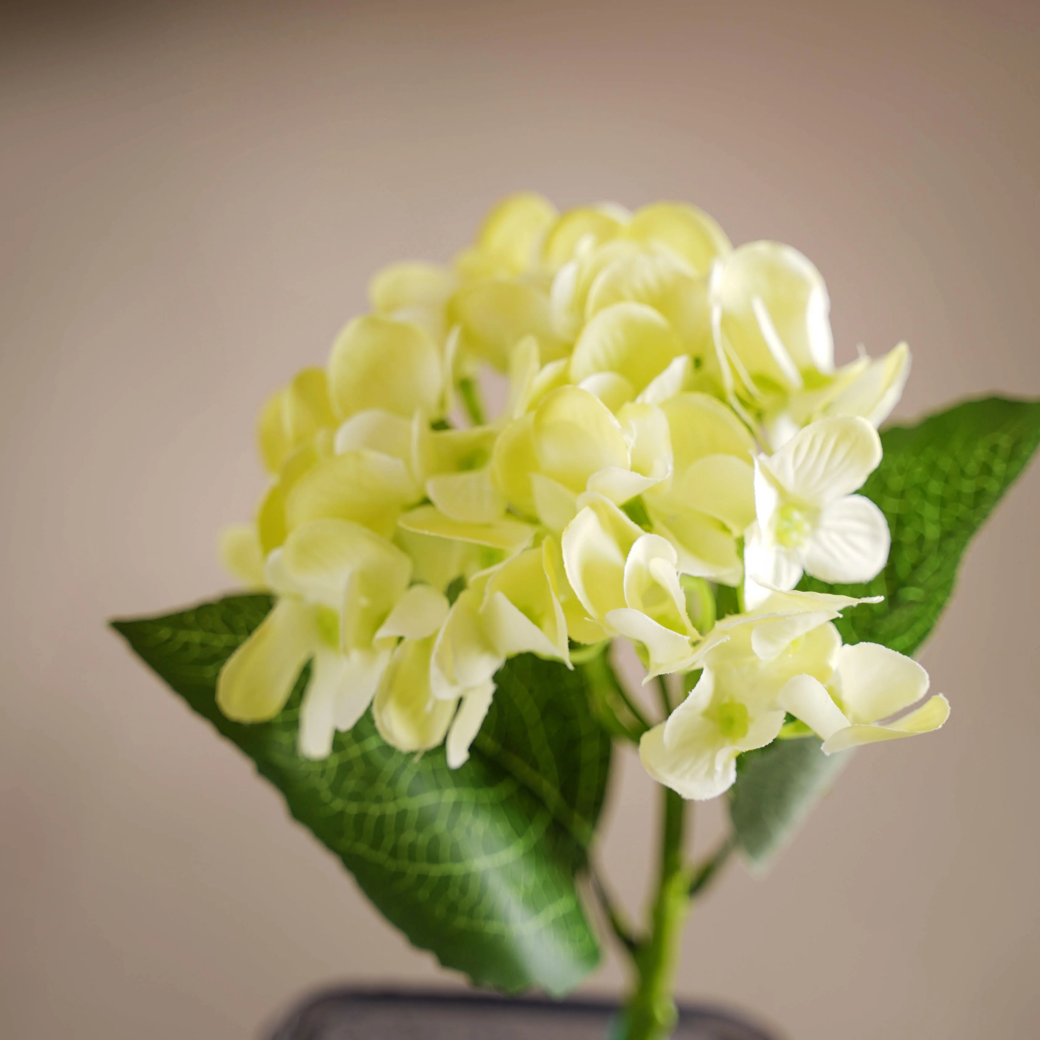 Hydrangea Blossom - Image 9