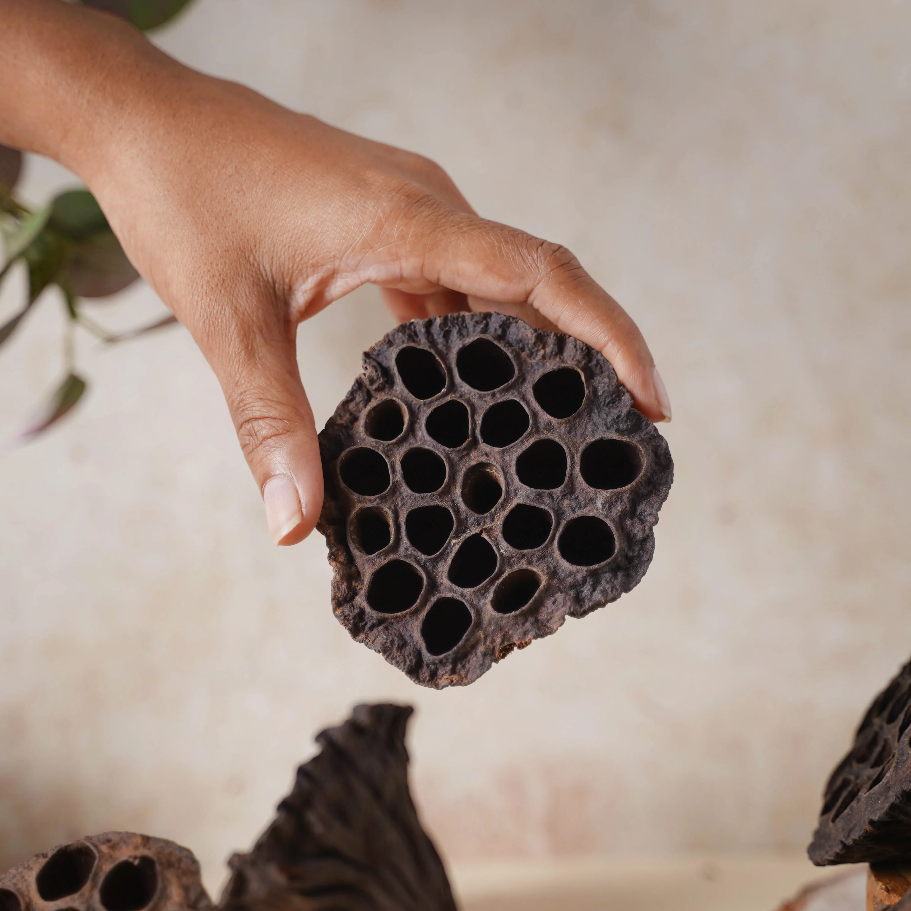 Lotus Pod - Image 3