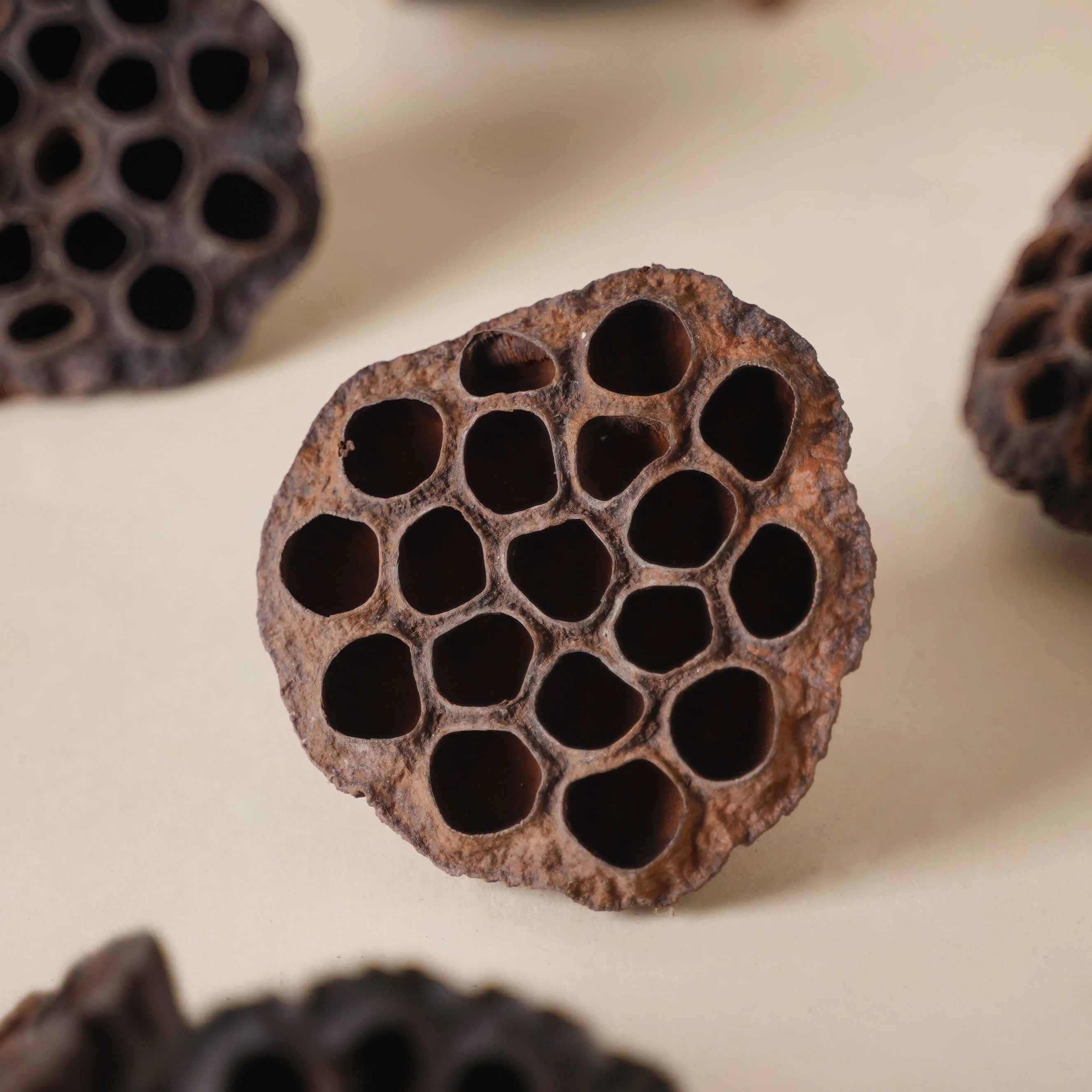 Lotus Pod - Image 4
