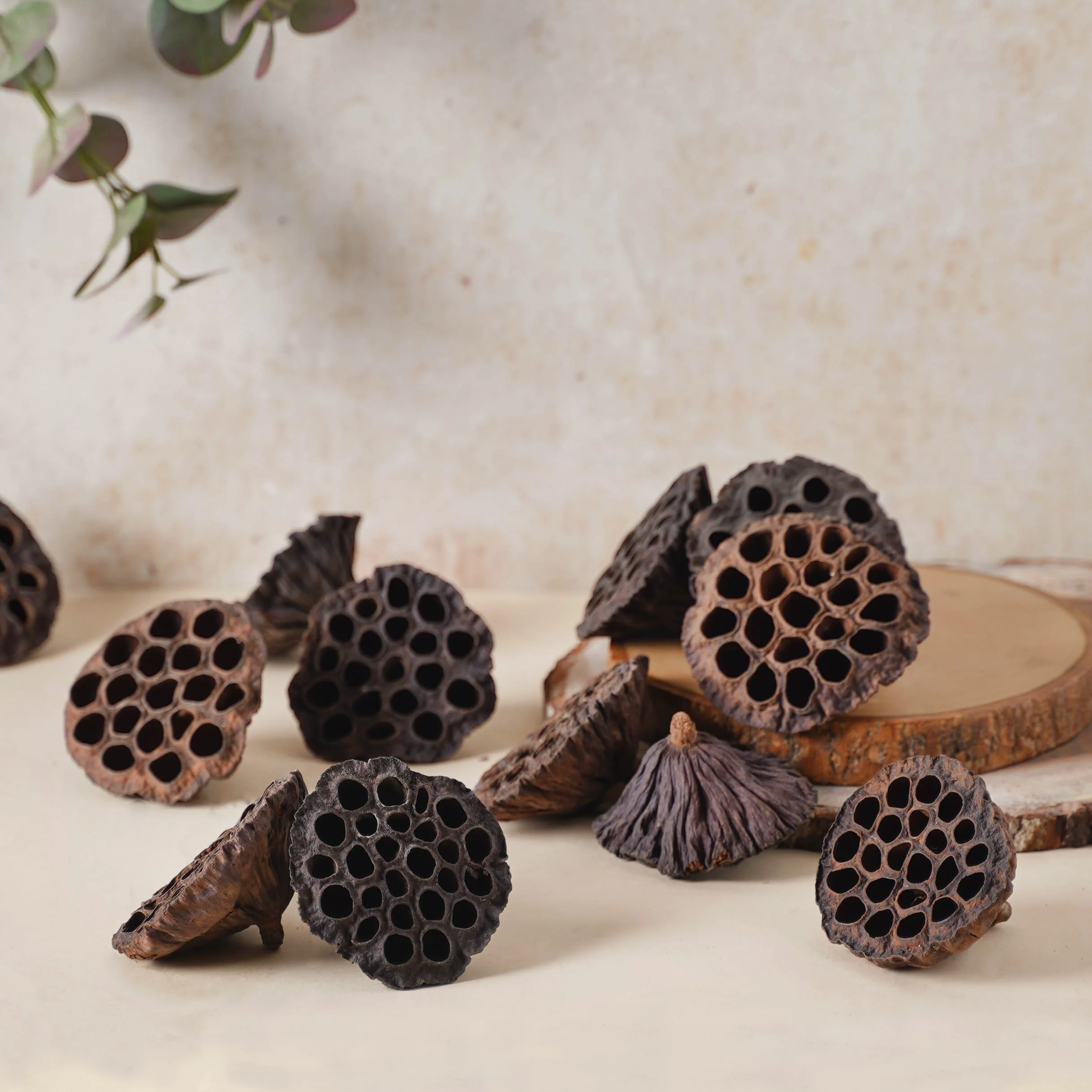 Lotus Pod - Image 6