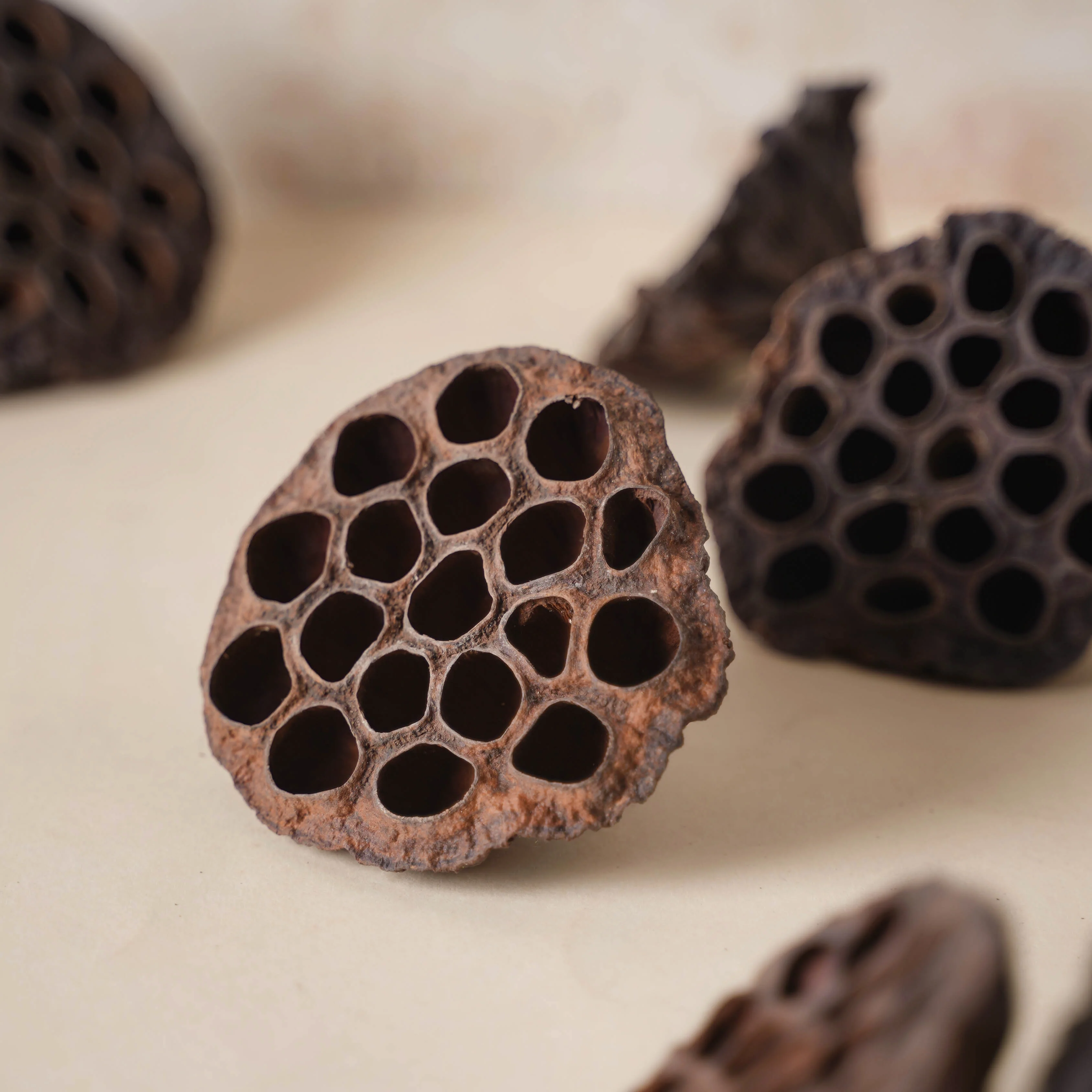 Lotus Pod - Image 7
