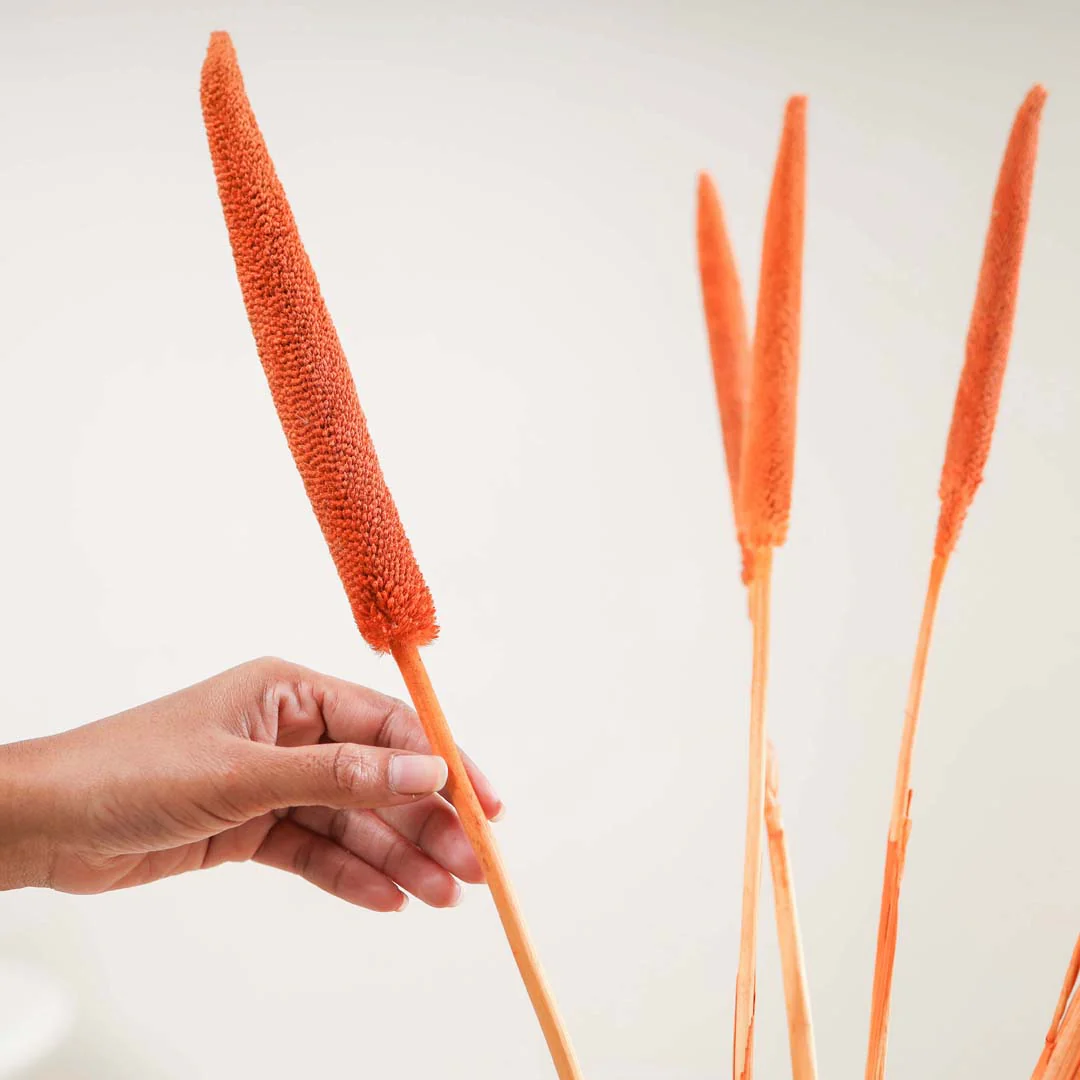 Millet Stem Orange - Image 4