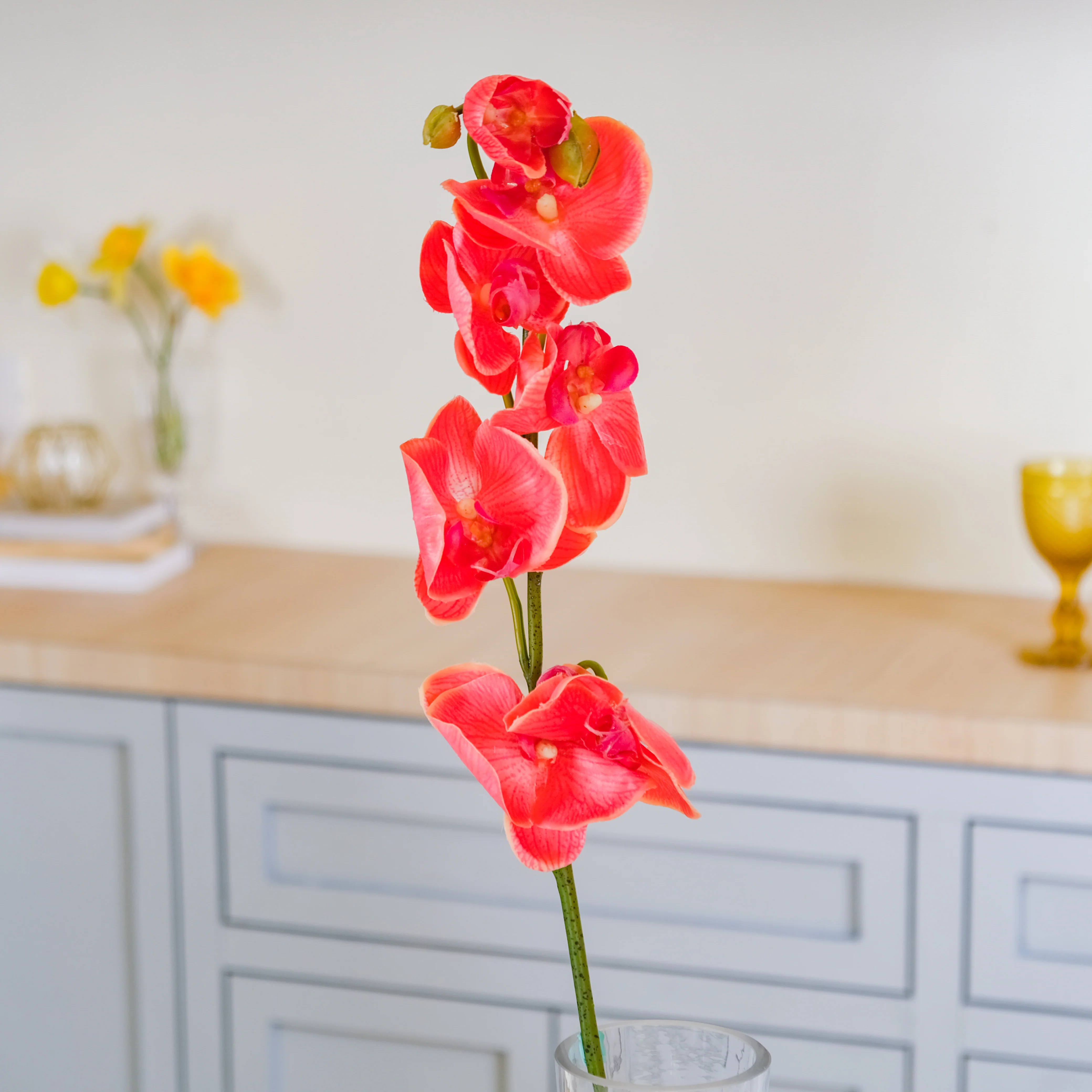Moth Orchid Flower