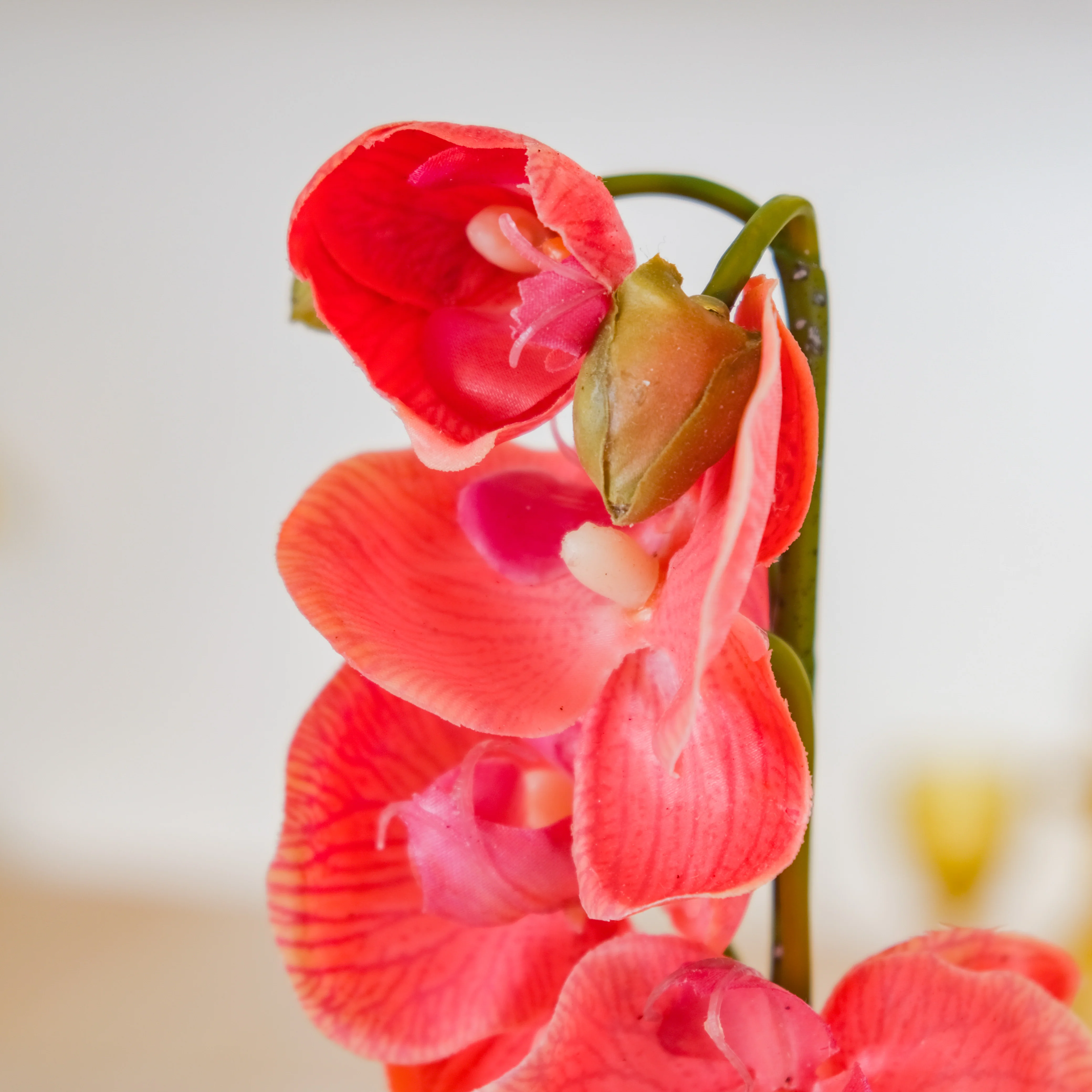 Moth Orchid Flower - Image 5