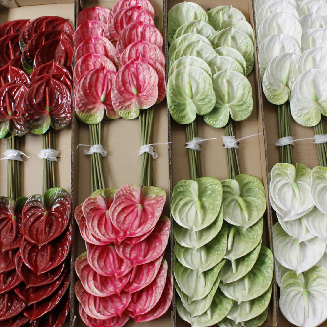 Anthurium - Image 11