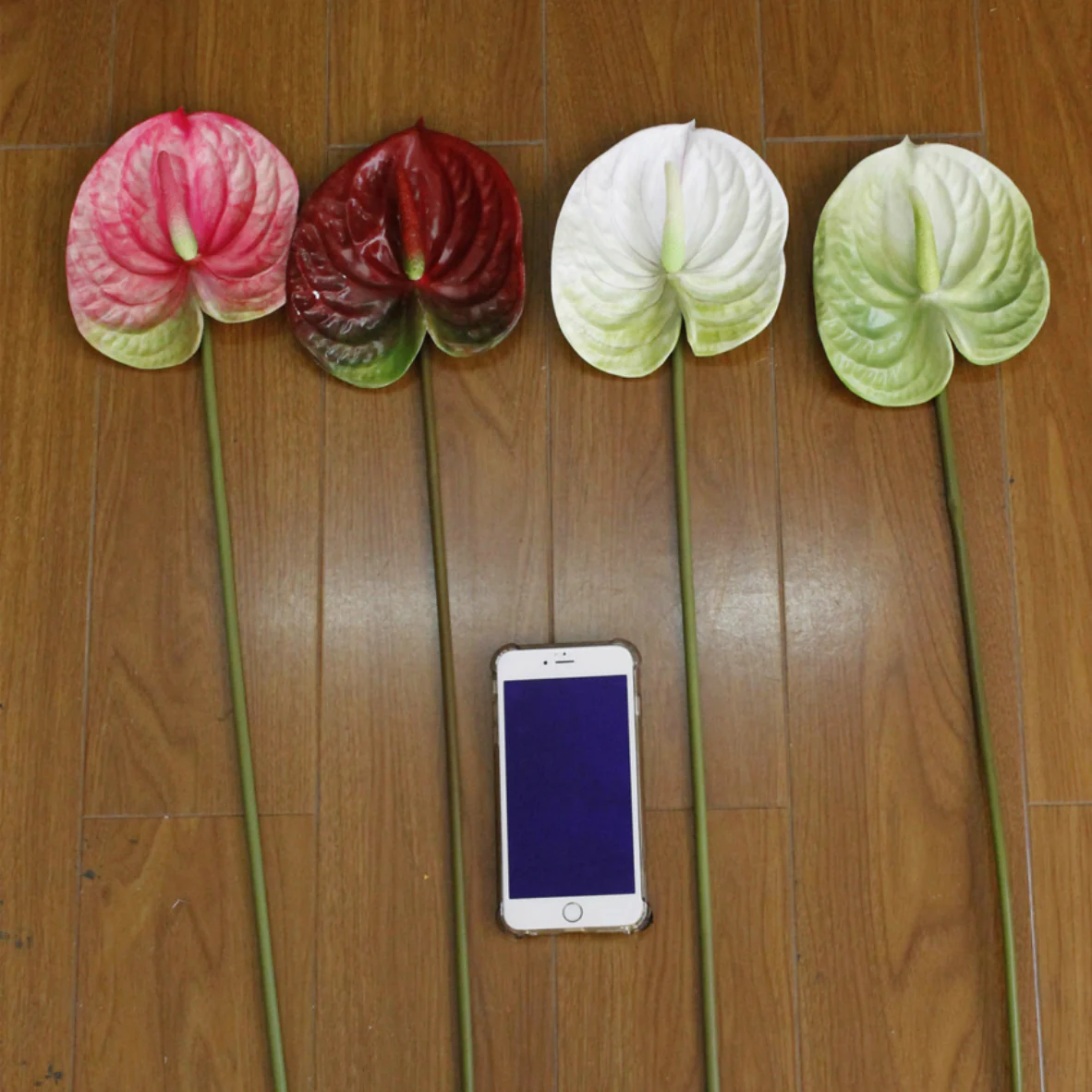 Anthurium - Image 12