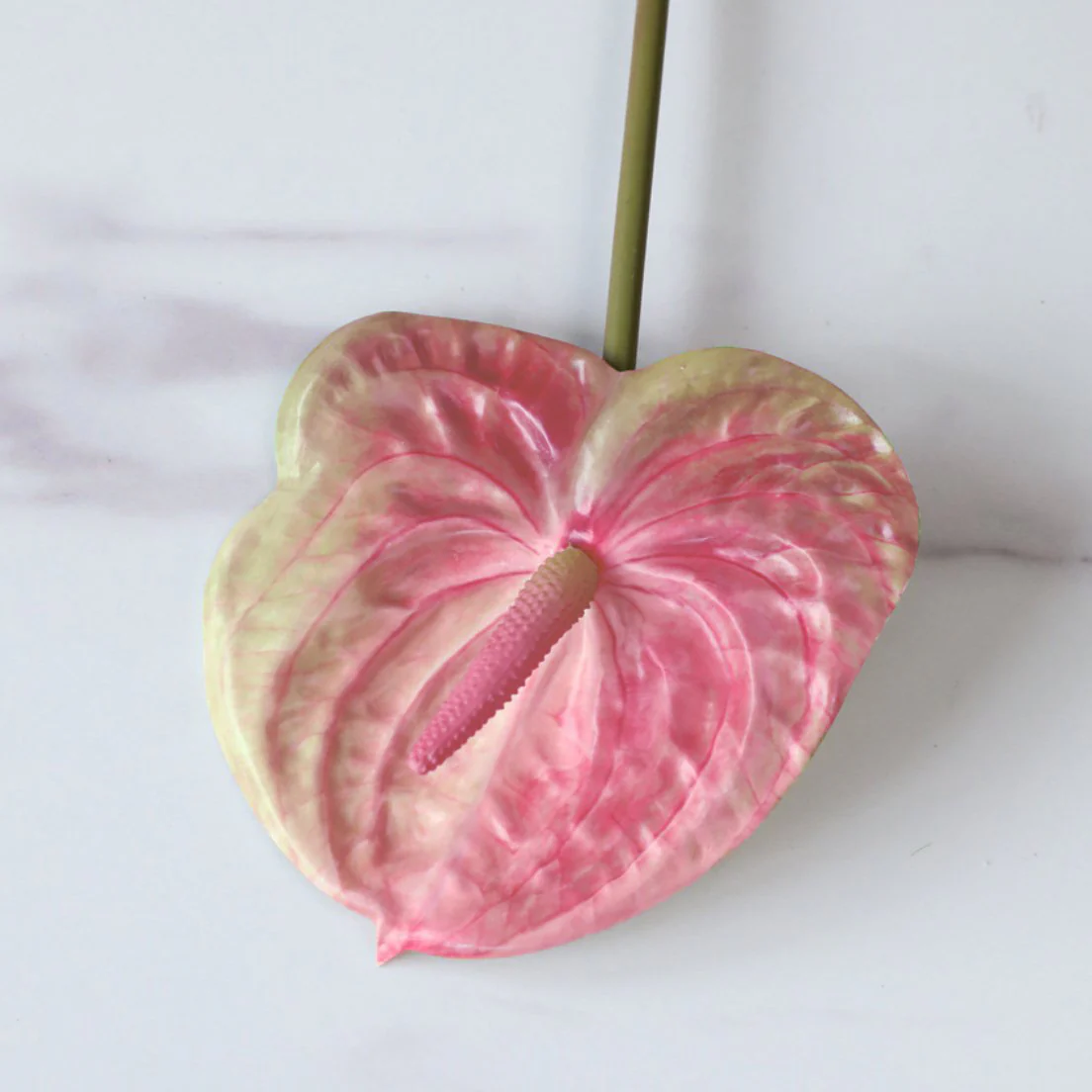 Anthurium - Image 13