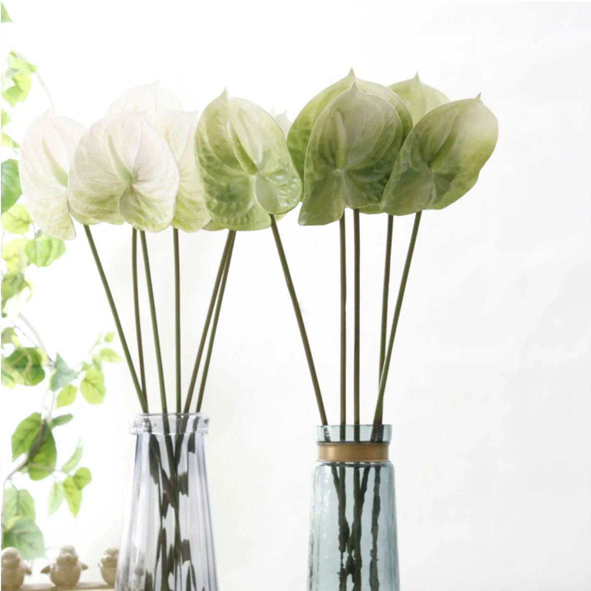 Anthurium - Image 7