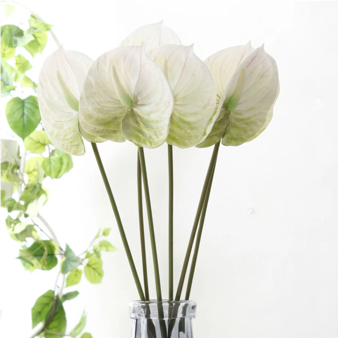Anthurium - Image 8