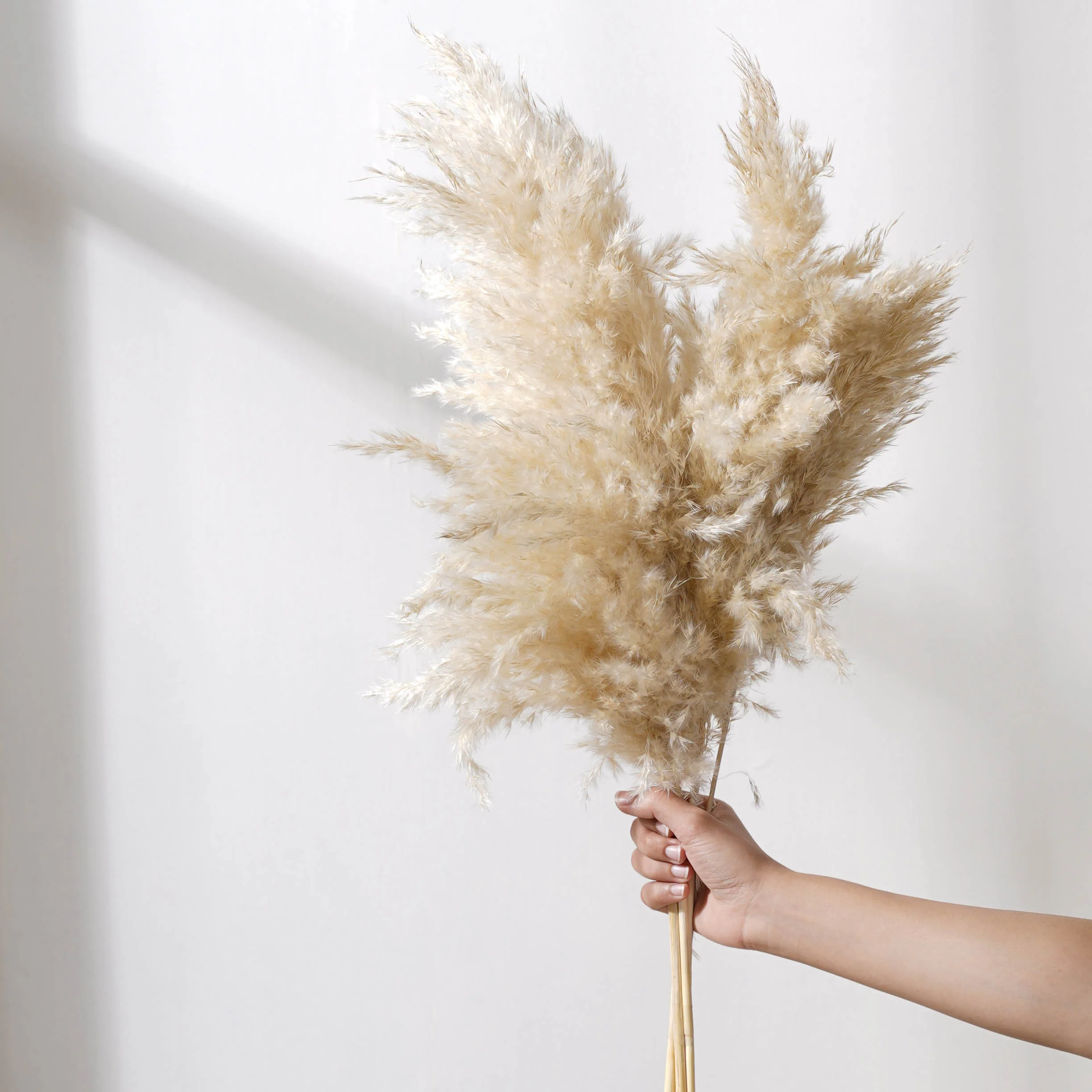 Pampas Grass For Decor - Image 5