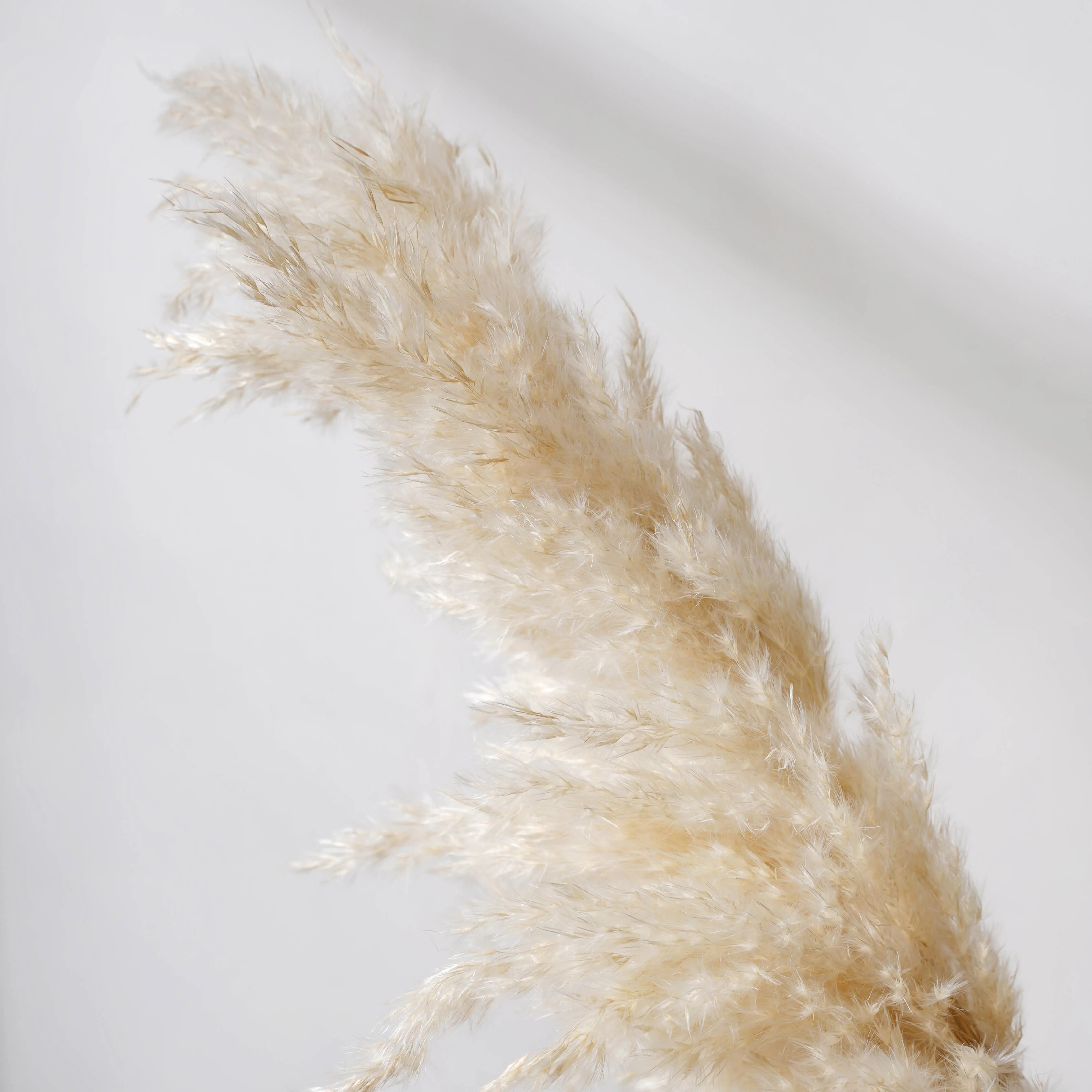 Pampas Grass For Decor - Image 6