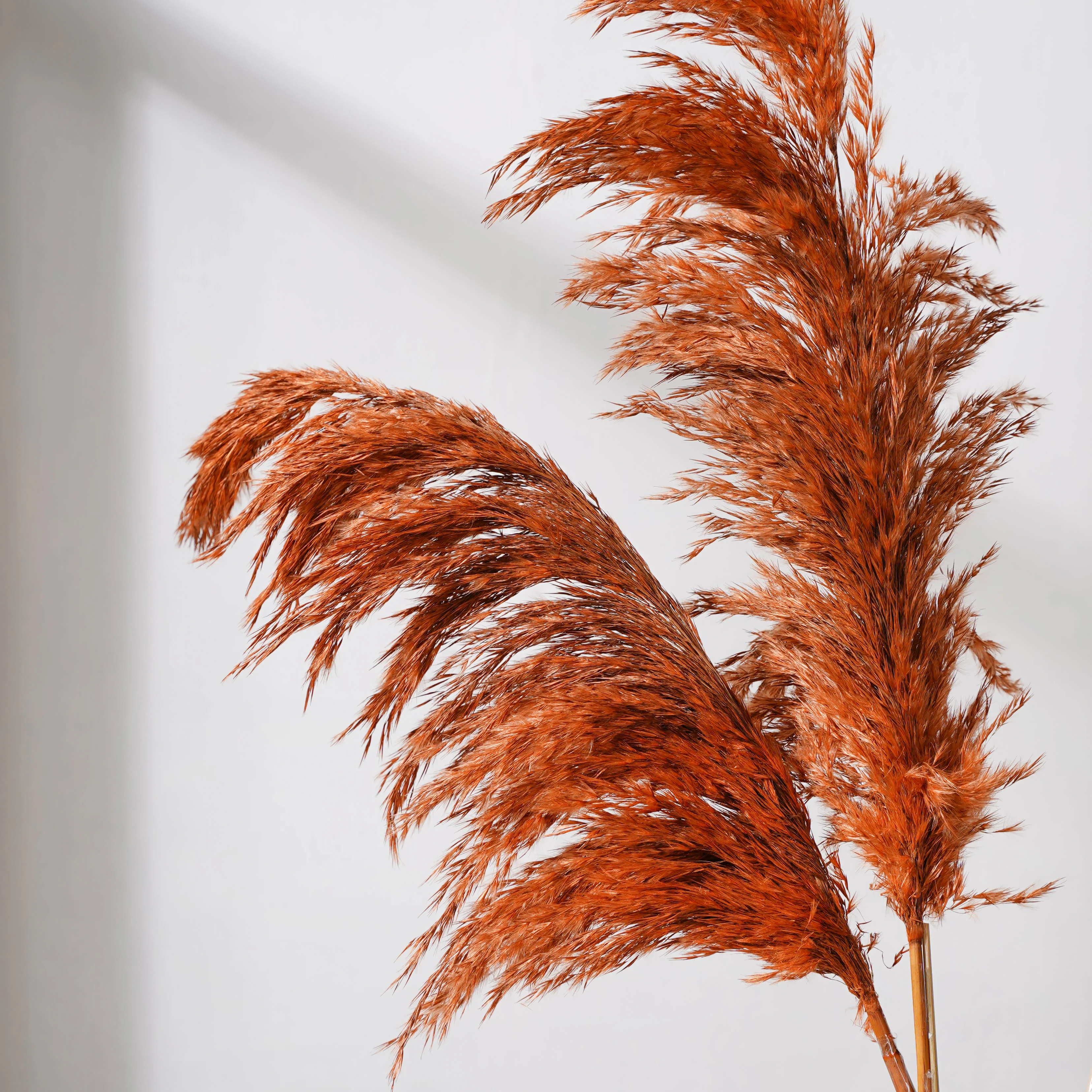 Pampas Grass For Vase - Image 6