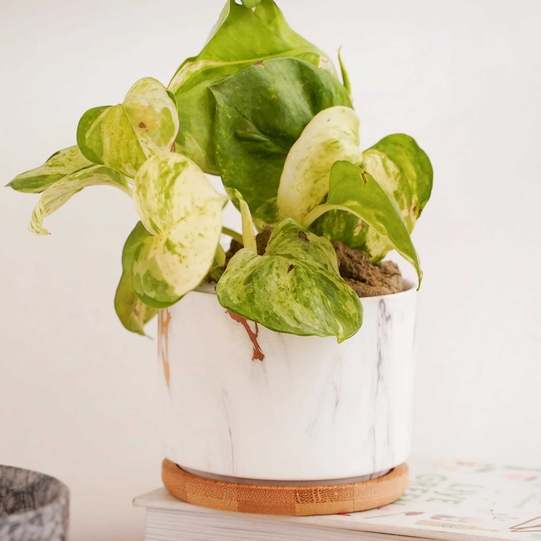 Succulent Plant Pot - Image 12
