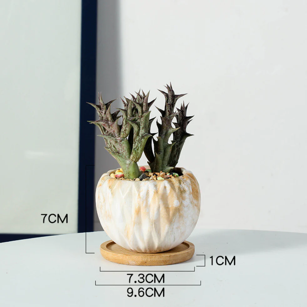 Succulent Planter - Image 17