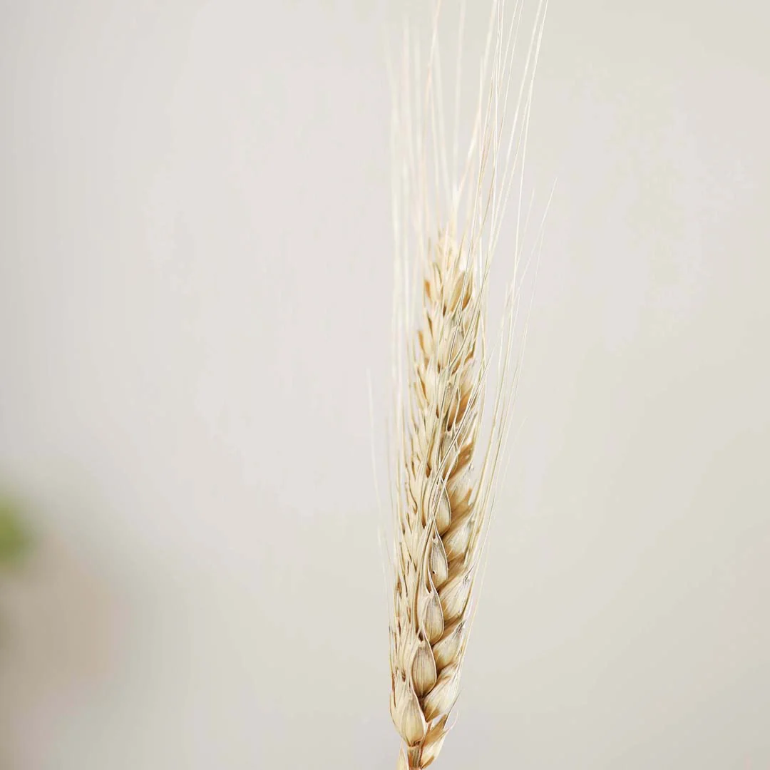 Wheat Bunch - Image 6