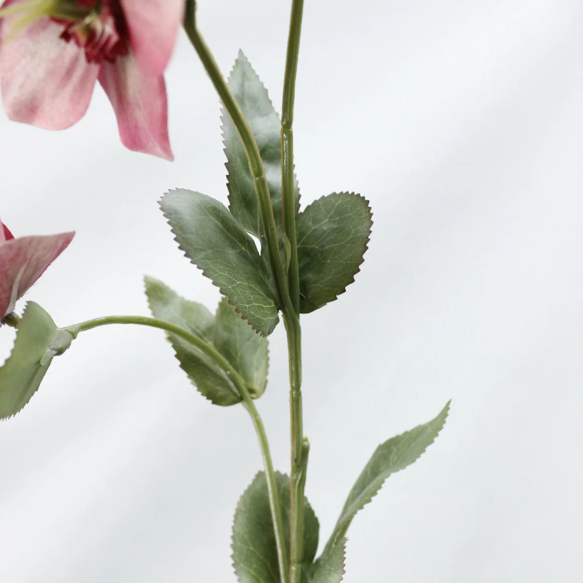 Wild Rose - Image 10
