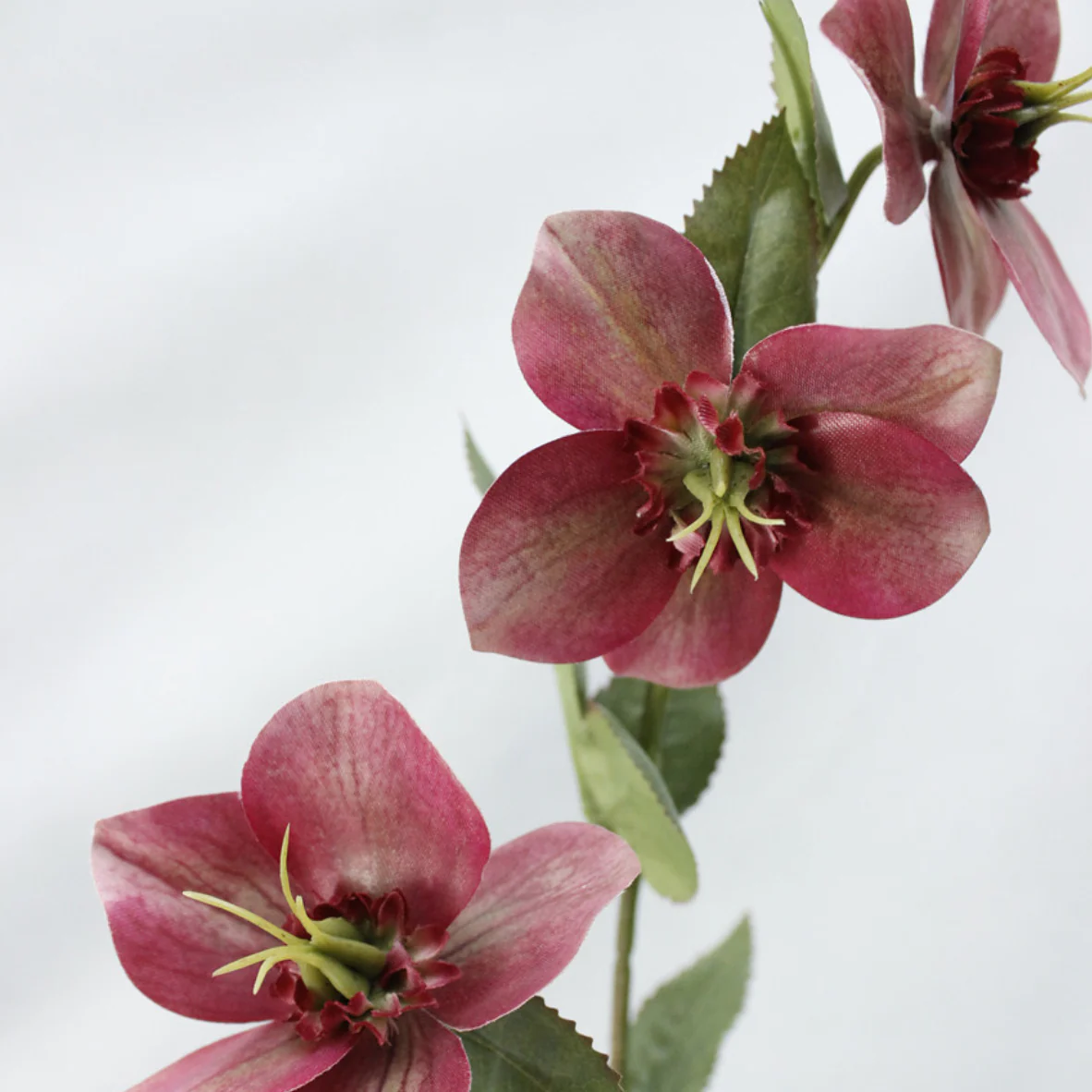 Wild Rose - Image 11
