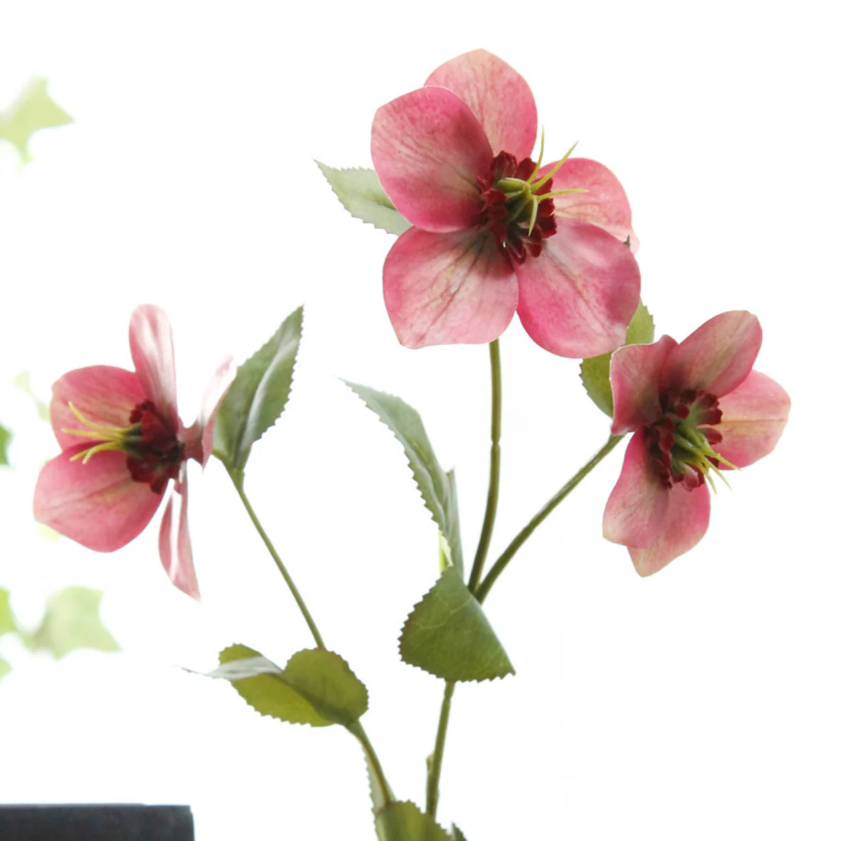 Wild Rose - Image 12