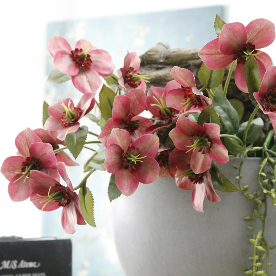 Wild Rose - Image 2